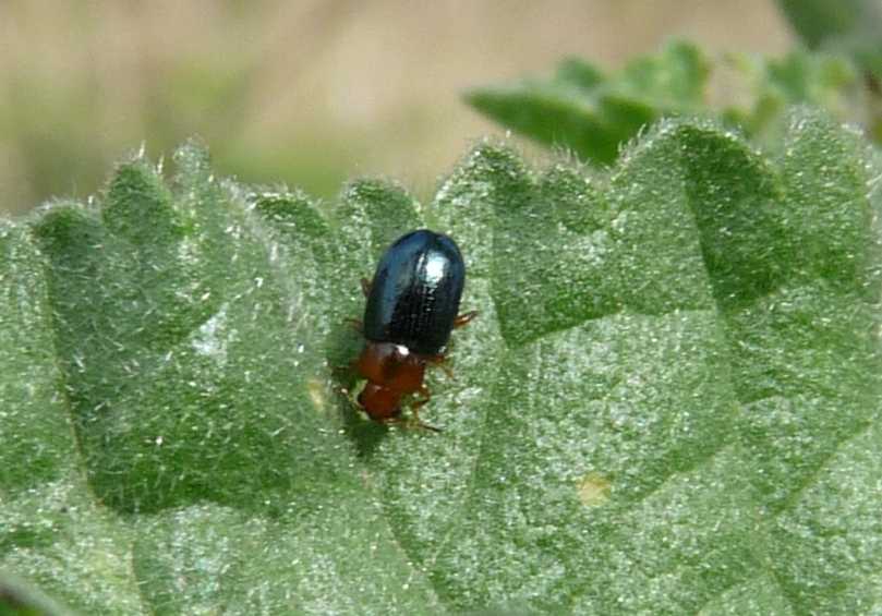 Podagrica fuscicornis